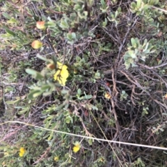 Hibbertia obtusifolia at Stromlo, ACT - 26 Apr 2020 05:07 PM