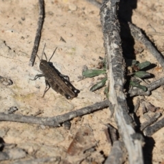 Cirphula pyrrhocnemis (Variable Cirphula) at Throsby, ACT - 27 Apr 2020 by Tammy