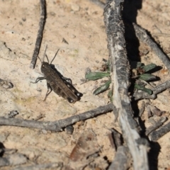 Cirphula pyrrhocnemis (Variable Cirphula) at Throsby, ACT - 26 Apr 2020 by Tammy