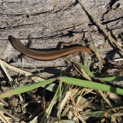 Morethia boulengeri (Boulenger's Skink) at Cook, ACT - 27 Apr 2020 by Tammy