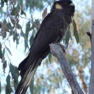 Zanda funerea at Red Hill, ACT - 26 Apr 2020 04:57 PM