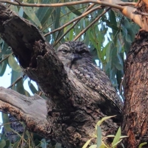 Podargus strigoides at Red Hill, ACT - 26 Apr 2020