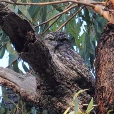 Podargus strigoides (Tawny Frogmouth) at Red Hill, ACT - 26 Apr 2020 by JackyF