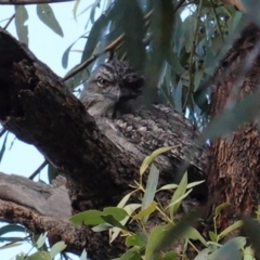 Podargus strigoides at Red Hill, ACT - 26 Apr 2020