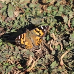 Vanessa kershawi (Australian Painted Lady) at Mount Painter - 27 Apr 2020 by Tammy