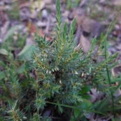 Melichrus urceolatus (Urn Heath) at Deakin, ACT - 26 Apr 2020 by JackyF