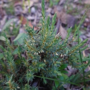 Melichrus urceolatus at Deakin, ACT - 26 Apr 2020