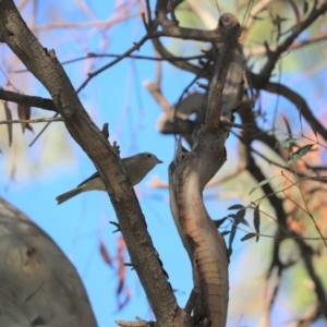 Pachycephala pectoralis at Cook, ACT - 27 Apr 2020