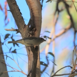 Pachycephala pectoralis at Cook, ACT - 27 Apr 2020