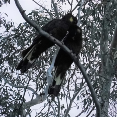 Zanda funerea (Yellow-tailed Black-Cockatoo) at Deakin, ACT - 26 Apr 2020 by JackyF