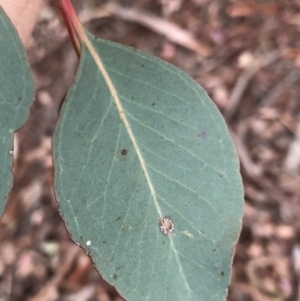 Eucalyptus polyanthemos subsp. polyanthemos at Stromlo, ACT - 26 Apr 2020 05:15 PM