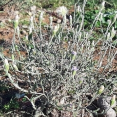 Vittadinia gracilis (New Holland Daisy) at Throsby, ACT - 17 Apr 2020 by laura.williams
