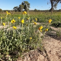 Chrysocephalum apiculatum (Common Everlasting) at Throsby, ACT - 17 Apr 2020 by laura.williams