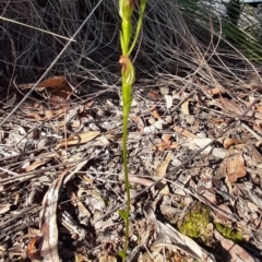 Speculantha rubescens (Blushing Tiny Greenhood) at Point 5816 - 19 Apr 2020 by laura.williams
