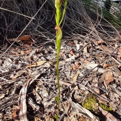 Speculantha rubescens (Blushing Tiny Greenhood) at Acton, ACT - 18 Apr 2020 by laura.williams