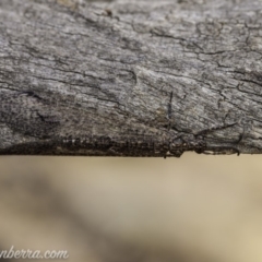 Glenoleon meteoricus (Patch-wing Glenoleon) at Symonston, ACT - 1 Feb 2020 by BIrdsinCanberra