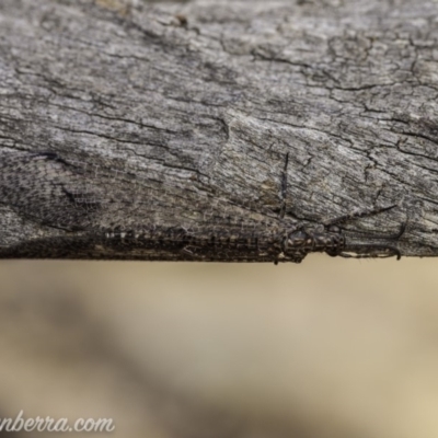 Glenoleon meteoricus (Patch-wing Glenoleon) at Symonston, ACT - 2 Feb 2020 by BIrdsinCanberra