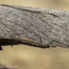 Glenoleon meteoricus at Symonston, ACT - 2 Feb 2020