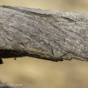 Glenoleon meteoricus at Symonston, ACT - 2 Feb 2020