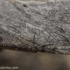 Glenoleon meteoricus at Symonston, ACT - 2 Feb 2020