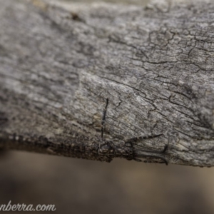 Glenoleon meteoricus at Symonston, ACT - 2 Feb 2020