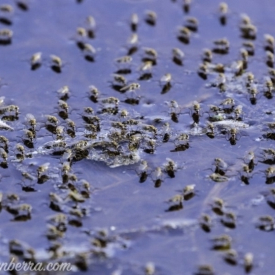 Ephydridae sp. (family) (Shore Flies) at Symonston, ACT - 29 Feb 2020 by BIrdsinCanberra