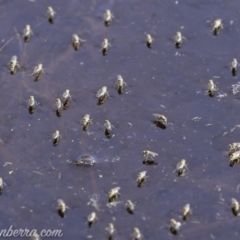 Ephydridae sp. (family) at Symonston, ACT - 1 Mar 2020