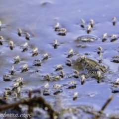 Ephydridae sp. (family) at Symonston, ACT - 1 Mar 2020