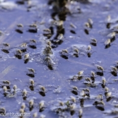 Ephydridae (family) at Symonston, ACT - 1 Mar 2020 08:56 AM