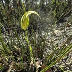 Diplodium ampliatum (Large Autumn Greenhood) at Lyneham, ACT - 19 Apr 2020 by laura.williams