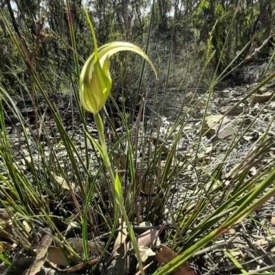 Diplodium ampliatum (Large Autumn Greenhood) at Lyneham, ACT - 19 Apr 2020 by laura.williams