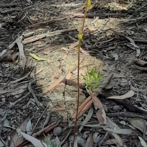 Stylidium graminifolium at Bruce, ACT - 19 Apr 2020