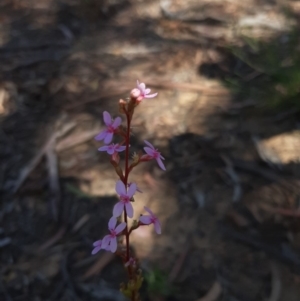 Stylidium graminifolium at Bruce, ACT - 19 Apr 2020