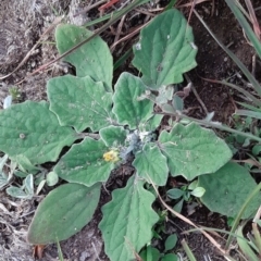 Cymbonotus sp. (preissianus or lawsonianus) (Bears Ears) at Molonglo River Reserve - 27 Apr 2020 by laura.williams