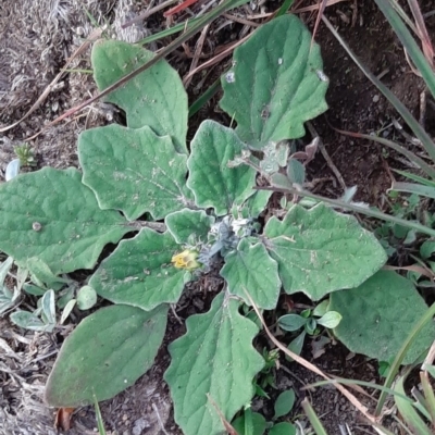 Cymbonotus sp. (preissianus or lawsonianus) (Bears Ears) at Kama - 27 Apr 2020 by laura.williams