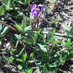 Glycine tabacina (Variable Glycine) at Amaroo, ACT - 25 Apr 2020 by laura.williams