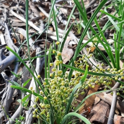 Lomandra filiformis (Wattle Mat-rush) at Amaroo, ACT - 25 Apr 2020 by laura.williams