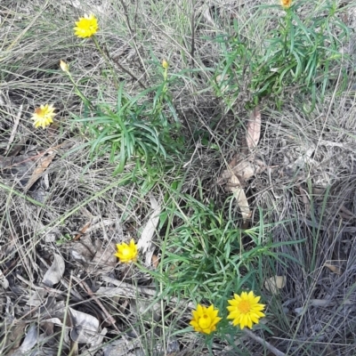 Xerochrysum viscosum (Sticky Everlasting) at Throsby, ACT - 25 Apr 2020 by laura.williams