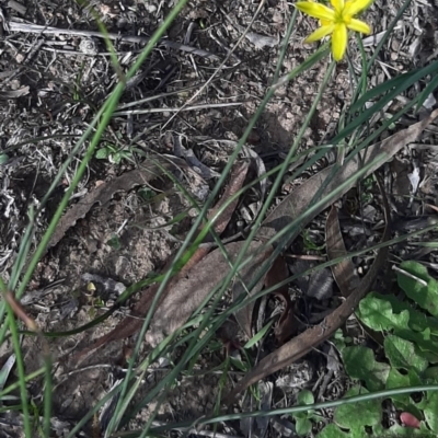 Tricoryne elatior (Yellow Rush Lily) at Gungahlin, ACT - 25 Apr 2020 by laura.williams