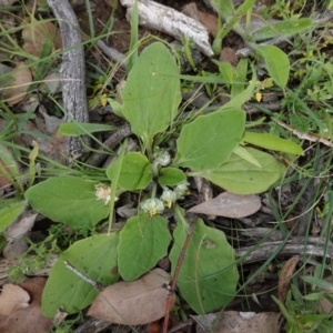 Cymbonotus sp. (preissianus or lawsonianus) at Deakin, ACT - 13 Apr 2020