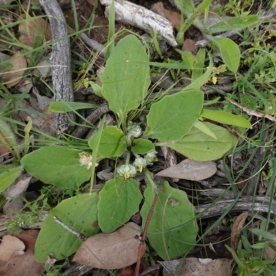 Cymbonotus sp. (preissianus or lawsonianus) (Bears Ears) at Deakin, ACT - 13 Apr 2020 by JackyF