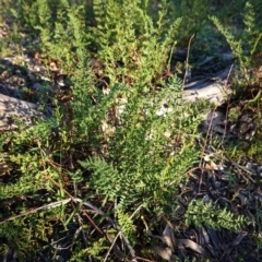 Cheilanthes sieberi (Rock Fern) at Hughes, ACT - 27 Apr 2020 by JackyF
