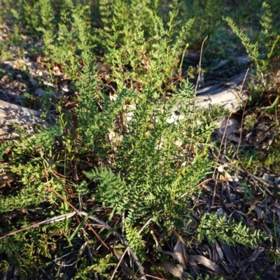 Cheilanthes sieberi (Rock Fern) at Hughes, ACT - 27 Apr 2020 by JackyF