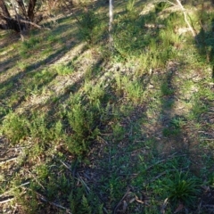 Cheilanthes sieberi at Hughes, ACT - 27 Apr 2020