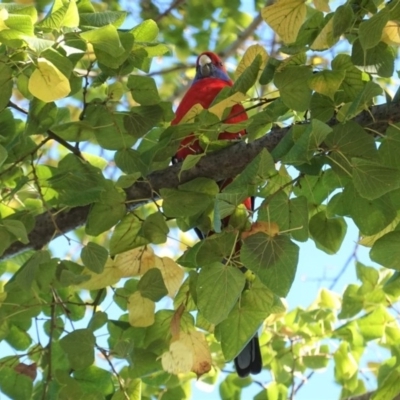 Platycercus elegans (Crimson Rosella) at Hughes, ACT - 27 Apr 2020 by JackyF