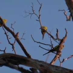 Polytelis swainsonii (Superb Parrot) at Hughes, ACT - 27 Apr 2020 by JackyF