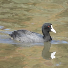 Fulica atra (Eurasian Coot) at Greenway, ACT - 24 Apr 2020 by MatthewFrawley