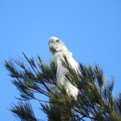 Cacatua sanguinea (Little Corella) at Greenway, ACT - 24 Apr 2020 by MatthewFrawley