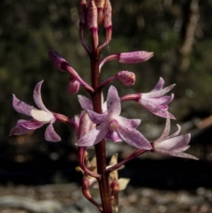 Dipodium roseum at Burra, NSW - suppressed