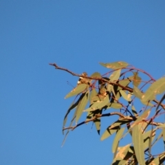 Vanessa itea (Yellow Admiral) at Deakin, ACT - 27 Apr 2020 by TomT